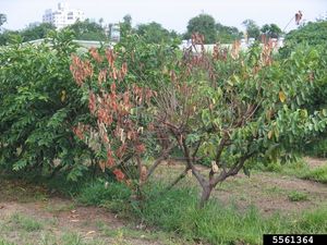 uploads/images/disease/Wilt of guava.jpg